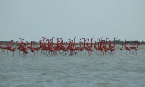 Zdjęcie MEKSYK / Yucatan / Rio Lagartos / Flamingi
