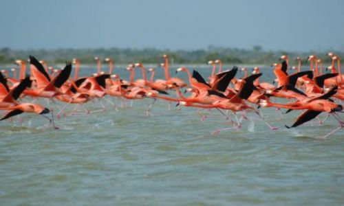 Zdjecie MEKSYK / brak / Rio Lagatros / Flamingi