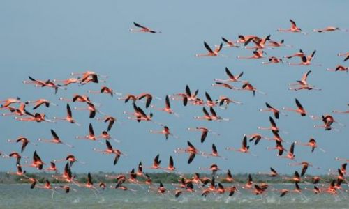 Zdjęcie MEKSYK / Yucatan / Rio Lagartos / Flamingi