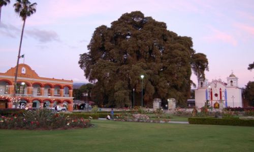 Zdjecie MEKSYK / Oaxaca / Santa Maria del Tule / Drzewo Tule