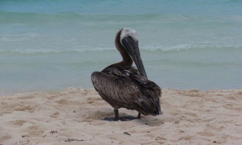 Zdjęcie MEKSYK / Jukatan / Playa de Carmen / Plażowicz