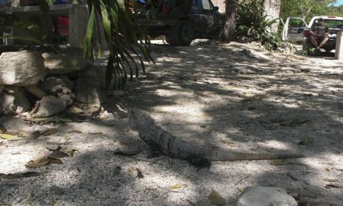 Zdjecie MEKSYK / pwysep Jukatan / Tulum / Iguana