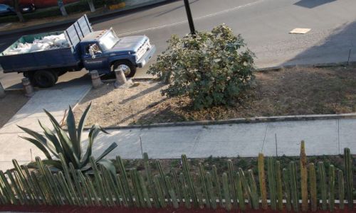 Zdjecie MEKSYK / brak / Mexico City - dzielnica San Angel / Płot z kaktusów