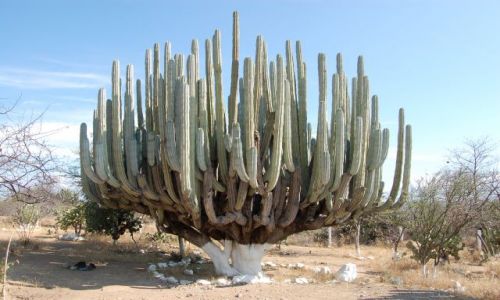 Zdjecie MEKSYK / brak / Droga do Oaxaca / Kaktus