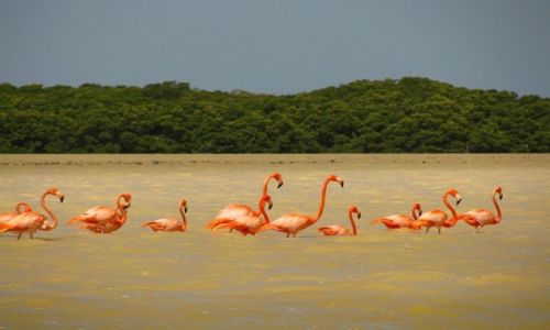 Zdjcie MEKSYK / Jukatan / okolice Celestun / Konkurs_natura
