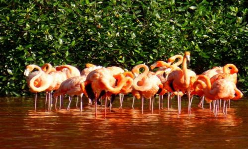 Zdjcie MEKSYK / Jukatan / Celestun / Flamingi z Celestun - Konkurs