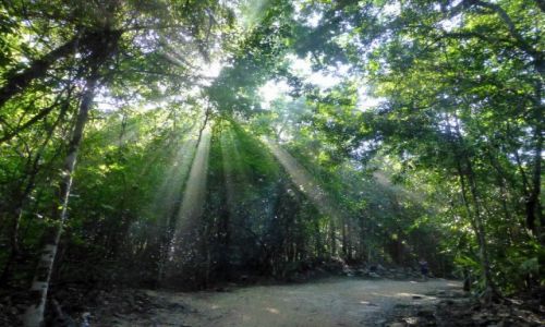 Zdjecie MEKSYK / Jukatan / Coba / poranek w dungli -Coba
