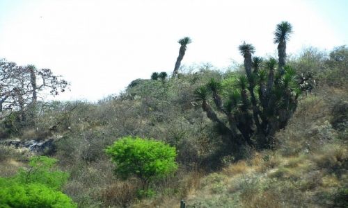 Zdjęcie MEKSYK / stan Puebla / na trasie / Sierra Madre
