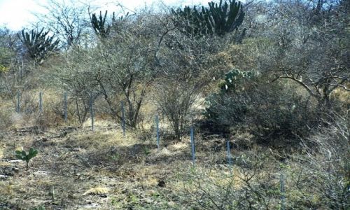 Zdjcie MEKSYK / stan Oaxaca / Puebla - Oaxaca / Sierra Madre
