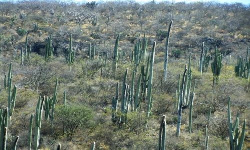 Zdjcie MEKSYK / stan Oaxaca / Puebla - Oaxaca / Sierra Madre