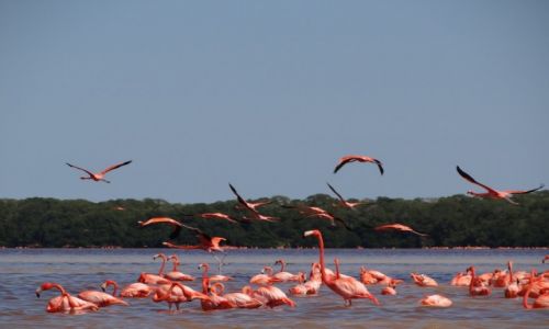 Zdjcie MEKSYK / Jukatan / Celestun / Flamingi