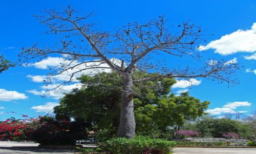 Zdjcie MEKSYK / Jukatan / Okolice Chichen Itza / Ceiba-wite drzewo Majw