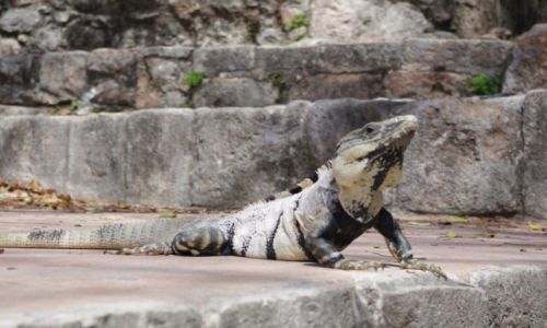 Zdjecie MEKSYK / Jukatan / Uxmal / Iguana