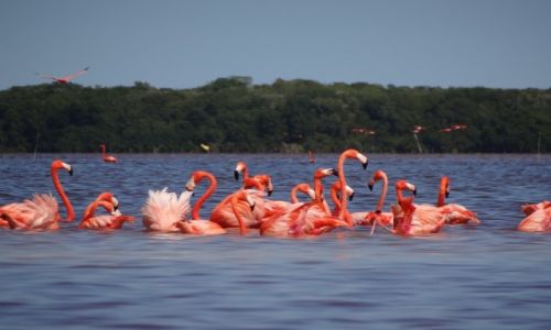 Zdjcie MEKSYK / Jukatan / Celestun / Flamingi