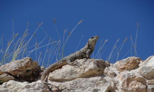 Zdjecie MEKSYK / Jukatan / ... / Iguana 