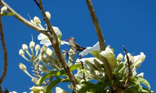 Zdjęcie MEKSYK / Oaxaca / Montealban / Amator nektaru