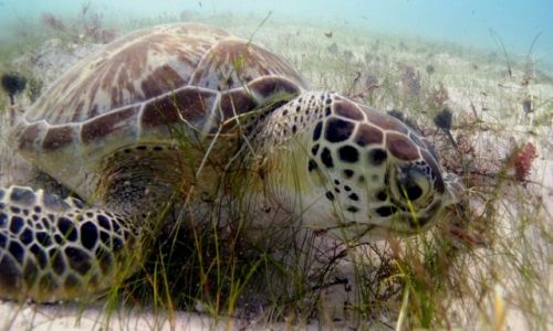 Zdjcie MEKSYK / Quintana Roo / Cancun / Saatka morska