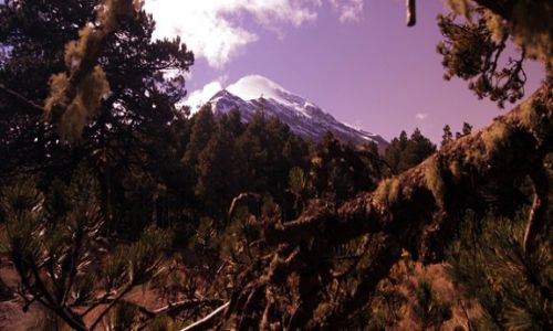 Zdjecie MEKSYK / Pico de Orizabe / Pico de Orizabe / stoki porasta stary iglasty drzewostan