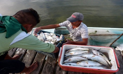 Zdjecie MEKSYK / Campeche / Champoton / Dobry pocztek dnia