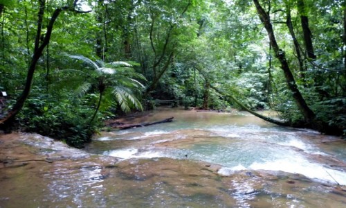 Zdjecie MEKSYK / Chiapas / Palenque / Las nieopodal stanowiska archeologicznego