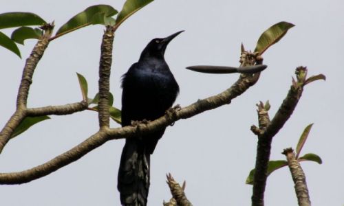 Zdjęcie MEKSYK / brak / Cuernavaca / ptaszek