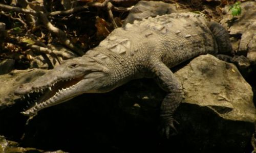 Zdjęcie MEKSYK / brak / kanion El Sumidero / krokodyl