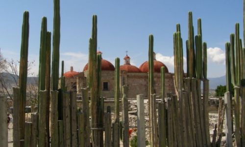 Zdjęcie MEKSYK / brak / Mitla / kaktusowy żywopłot