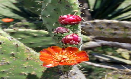 Zdjęcie MEKSYK / Oaxaca / Monte Alban / Kaktusy