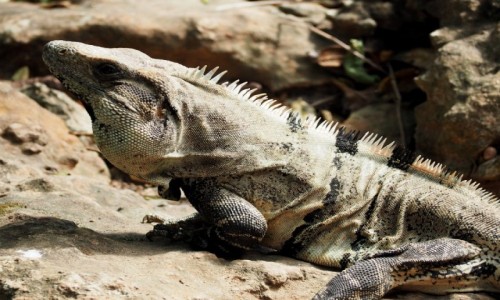 Zdjcie MEKSYK / Jukatan / Chichn Itz / Iguana wygrzewajca si na socu