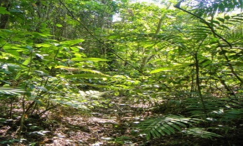 Zdjęcie MEKSYK / Chiapas / Lacandona / Lacandona - dżungla w Meksyku