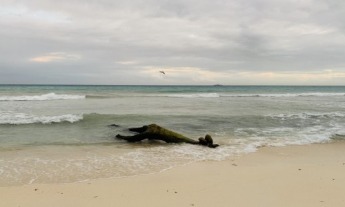 Zdjcie MEKSYK / Jukatan  / Playa del Carmen  / Meksykaska plaa
