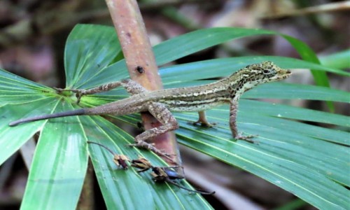 Zdjęcie MEKSYK / Tulum / Muyil / jaszczurka