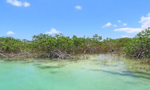 Zdjęcie MEKSYK / Tulum / Muyil / Namorzyny w lagunie