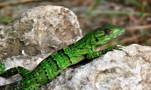 Zdjęcie MEKSYK / Tulum / Muyil / jaszczurka