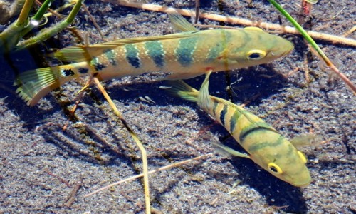Zdjęcie MEKSYK / Tulum / Muyil / Kolorowe ryby w lagunie