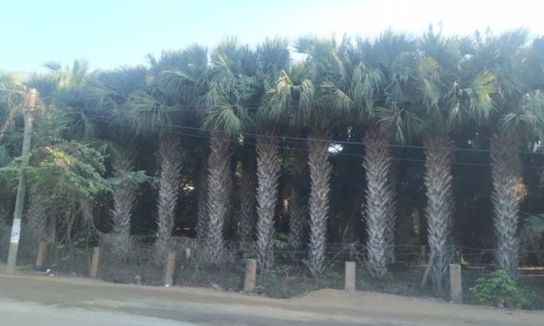 Zdjęcie MEKSYK / Oaxaca / Playa Zipolite / Palmowy las