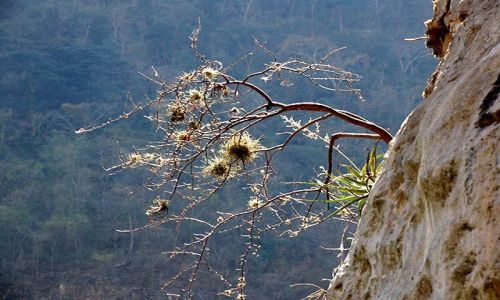Zdjecie MEKSYK / Chiapas / Kanion del Sumidero / w kanionie 4