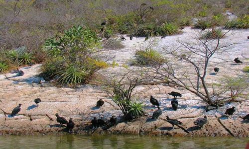 Zdjecie MEKSYK / Chiapas / Kanion del Sumidero / w kanionie 9