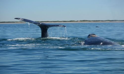 Zdjecie MEKSYK / Isla Santa Margerita / Isla Santa Margerita / wieloryby