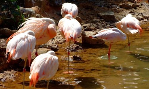 Zdjecie MEKSYK / Meksyk / - / flamingi