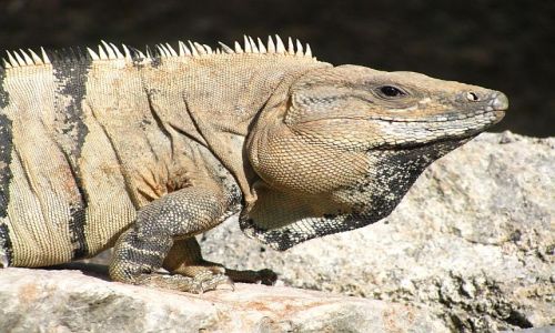 Zdjecie MEKSYK / . / Uxmal / Portret
