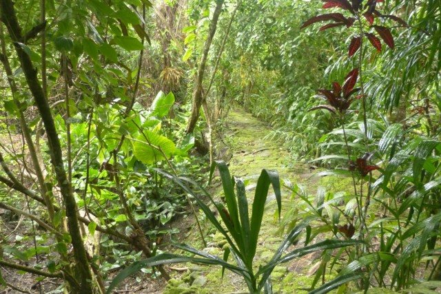 Zdj cia: Tamilyog, Yap, Bruk, MIKRONEZJA Zdj cia: Tamilyog, Yap, Bruk, MIKRONEZJA