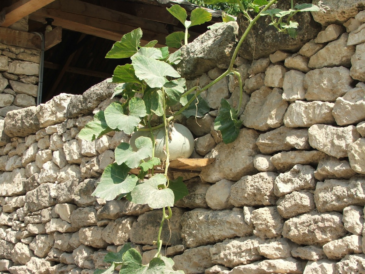 Zdjęcia: Butuceni, Rejon Orgiejów (Orhei), Dynia na wiejskiej uliczce, MOłDAWIA Zdjęcia: Butuceni, Rejon Orgiejów (Orhei), Dynia na wiejskiej uliczce, MOłDAWIA