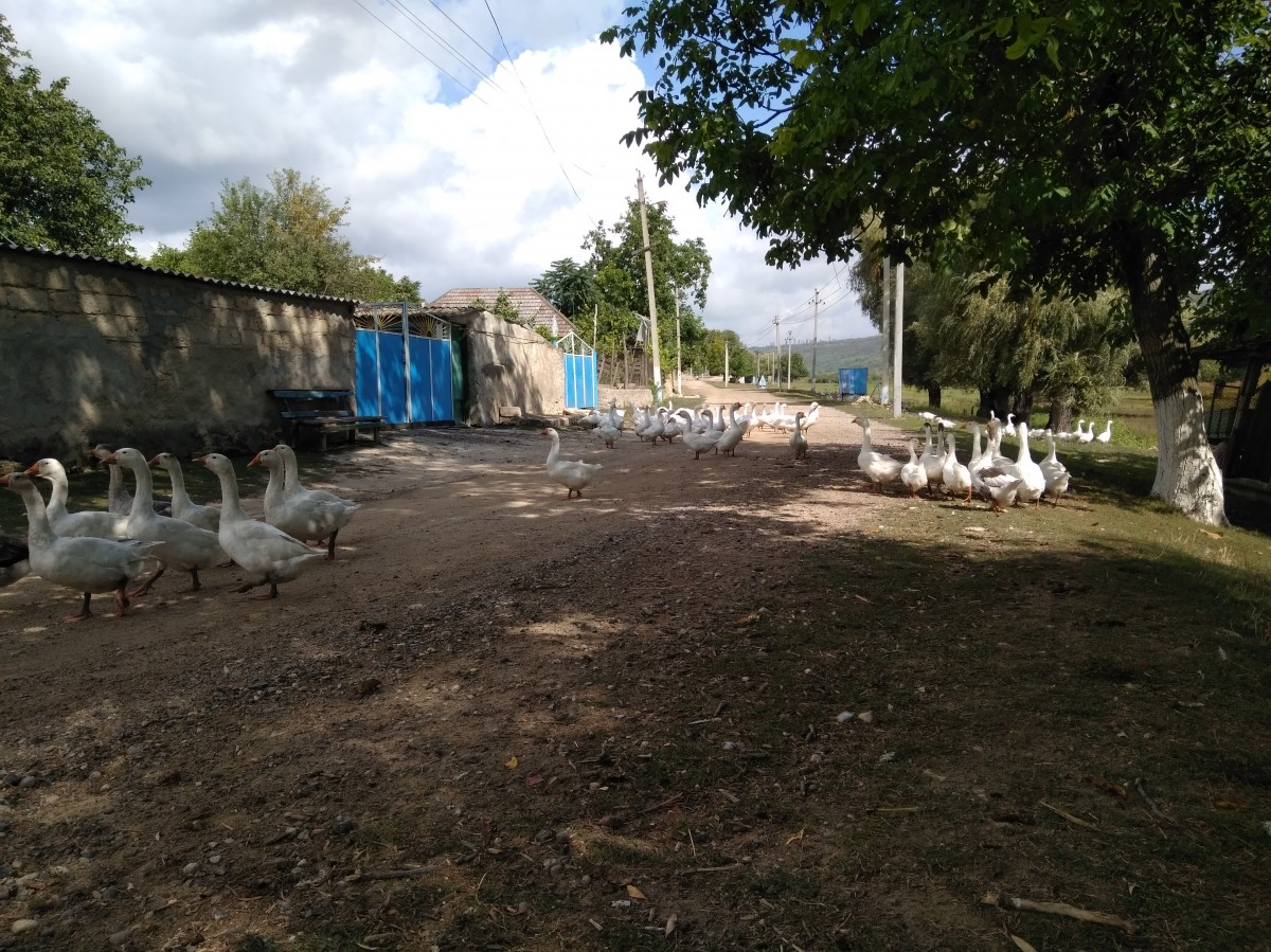 Zdjęcia: Mołdawia , Mołdawia 1, MOłDAWIA Zdjęcia: Mołdawia , Mołdawia 1, MOłDAWIA