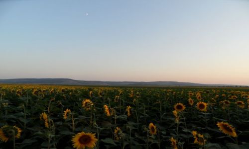 MODAWIA / - / okolice Balti / Zachod nad stepem