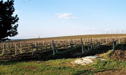 Zdjęcie MOłDAWIA / brak / Cricova / Winnice w okolicy Cricovej