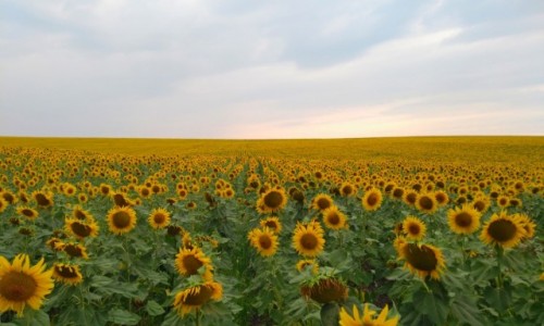 Zdjęcie MOłDAWIA / - / droga do Styrczy / Krajobrazy Moldovy