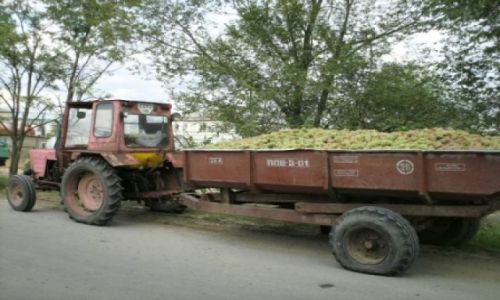 Zdjecie MODAWIA / brak / Milesti Mici / winogrono czekajce na skup