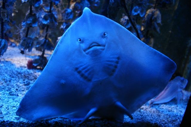 Zdjęcia: Muzeum Oceanografii, Bogactwo oceanu, MONAKO Zdjęcia: Muzeum Oceanografii, Bogactwo oceanu, MONAKO