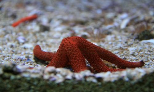 Zdjecie MONAKO / brak / oceanarium / rozgwiazda :)